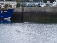 p80405881
