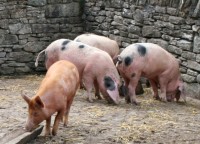Folk Park 009