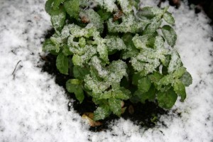 IMG_8465