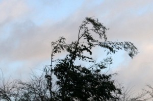 IMG_2321