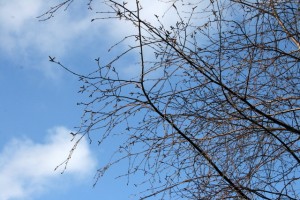 IMG_8556