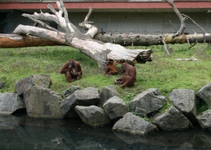 zoo-004