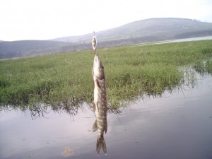 dzimusi_brivibai_2(2)