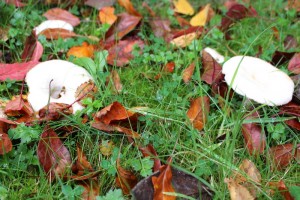 rudens