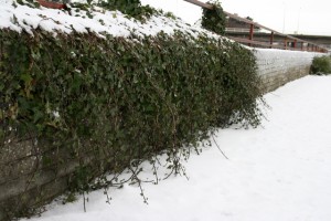 snow-007