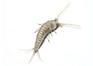 kukainis