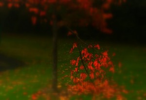 img_2391