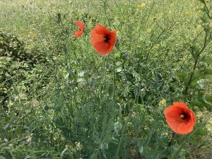 img-0237