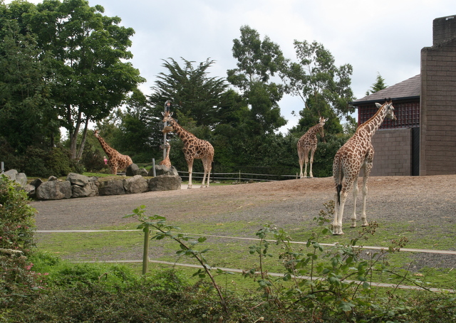 Belfast Zoo
