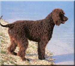 Īru ūdens spaniels.