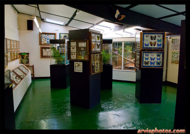 Straffan Butterfly Farm