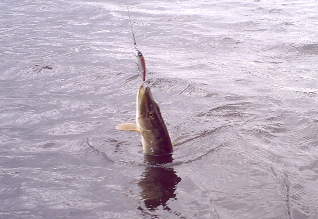 Līdaku makšķerēšanas sacensības Lough Ree ezerā