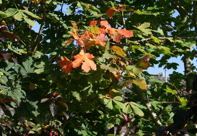 Rudens ir klāt