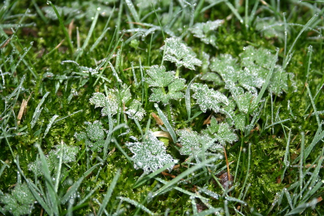 Jaungada dienā gaisa temperatūra būs +12C grādi
