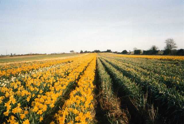 Daffodil Day kampaņa gaida brīvprātīgos
