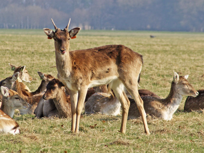 Phoenix Park tiek veiktas briežu izlases medības