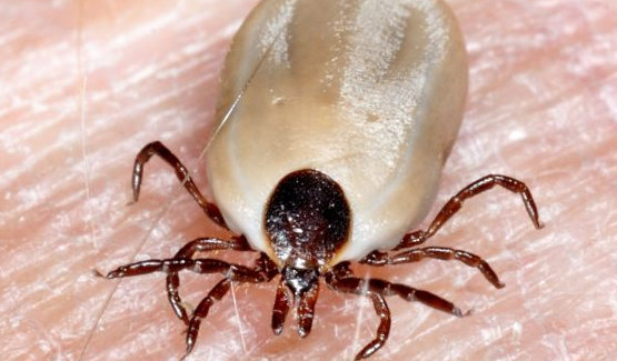 Īrijā atrasta ar reti sastopamu Borrelia formu inficēta ērce