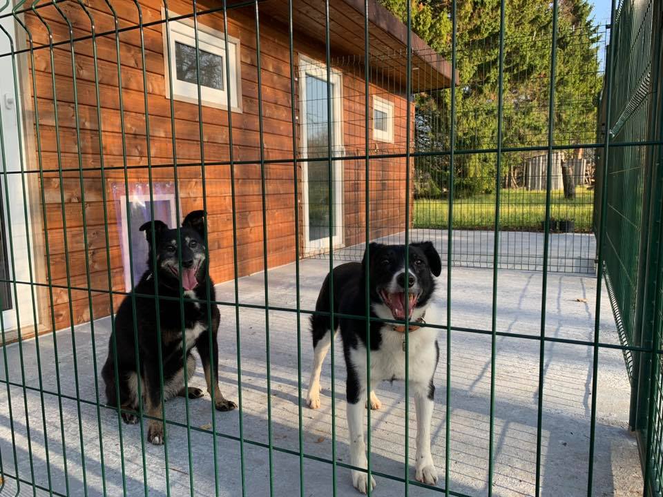 Saimnieku ērtībām – labiekārtota dzīvnieku viesnīca (Pāvilostas novads)