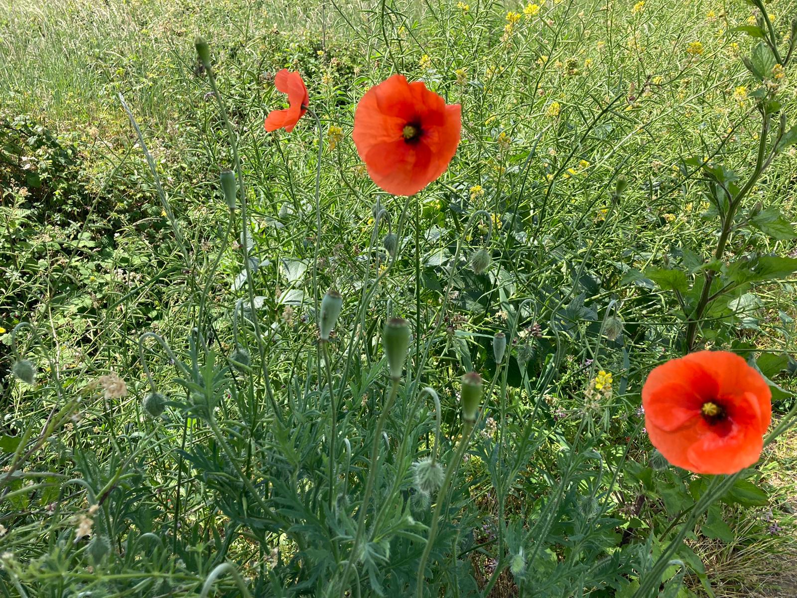 Līgo lieli, Līgo mazi