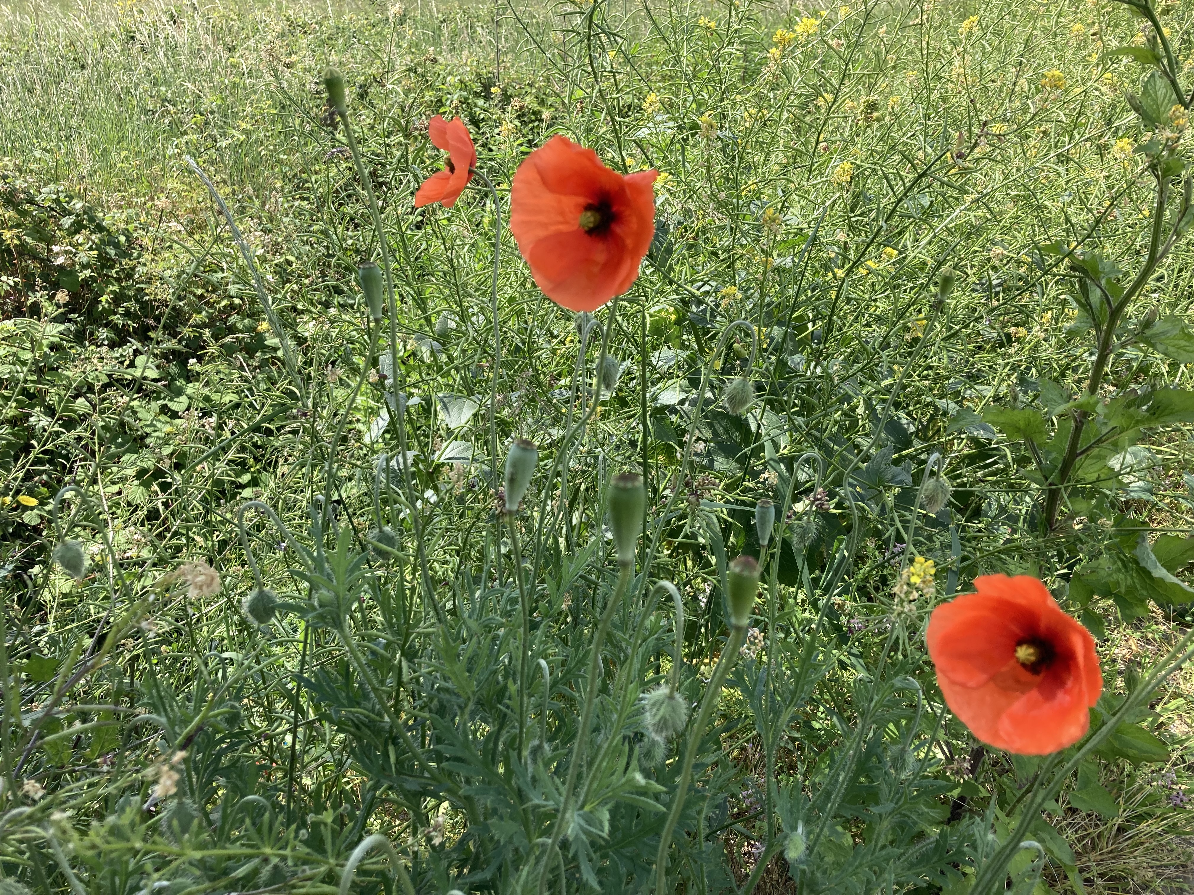 Lai lustīgi svētki!