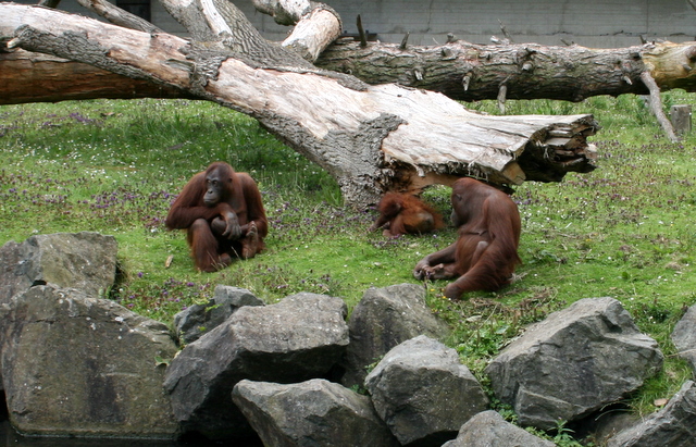 Naudas izkrāpšanā no Dublin Zoo kontiem iesaistīta arī latviete
