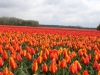 amsterdama-050