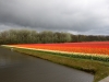 amsterdama-080