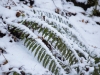 ziema-2010_sniegs-18