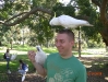 au_sydney_birds3.jpg