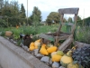 punculji6