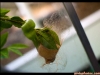 butterfly-5