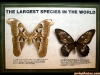 butterfly-6
