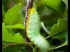 butterfly04