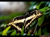 straffan_butterfly_farm-01