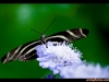 straffan_butterfly_farm-02