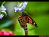 straffan_butterfly_farm-03