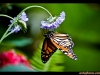 straffan_butterfly_farm-04