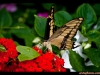 straffan_butterfly_farm-05