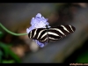 straffan_butterfly_farm-06