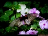 straffan_butterfly_farm-08