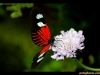 straffan_butterfly_farm-09