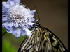 straffan_butterfly_farm-2